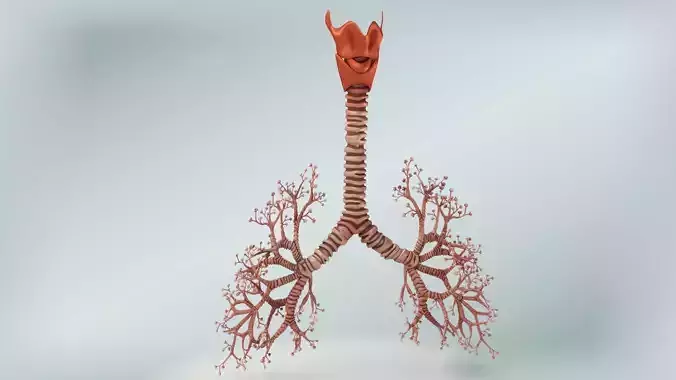 Tracheae 3D model
