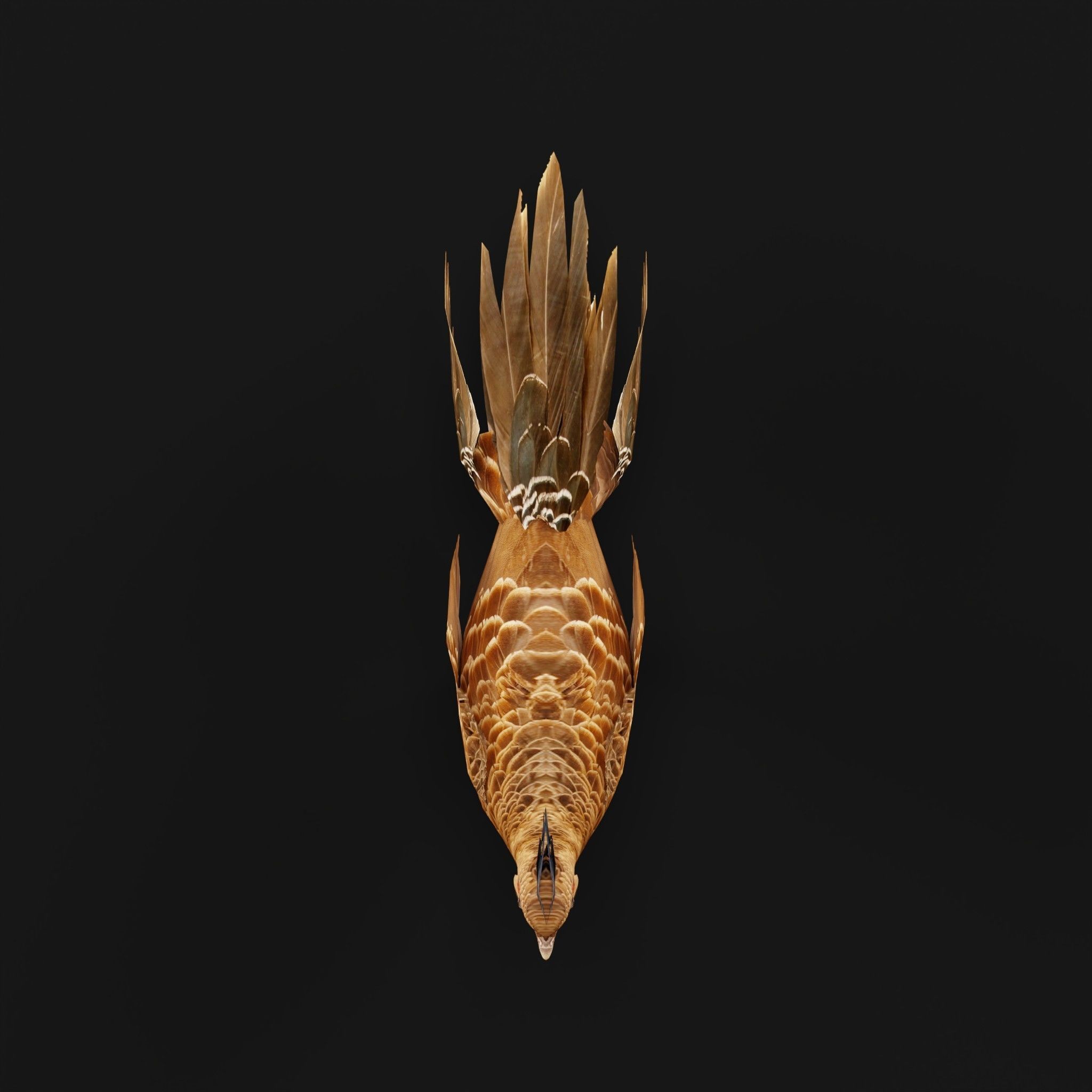 Nepal Kalij Pheasant Bird Low-poly 3D model_3