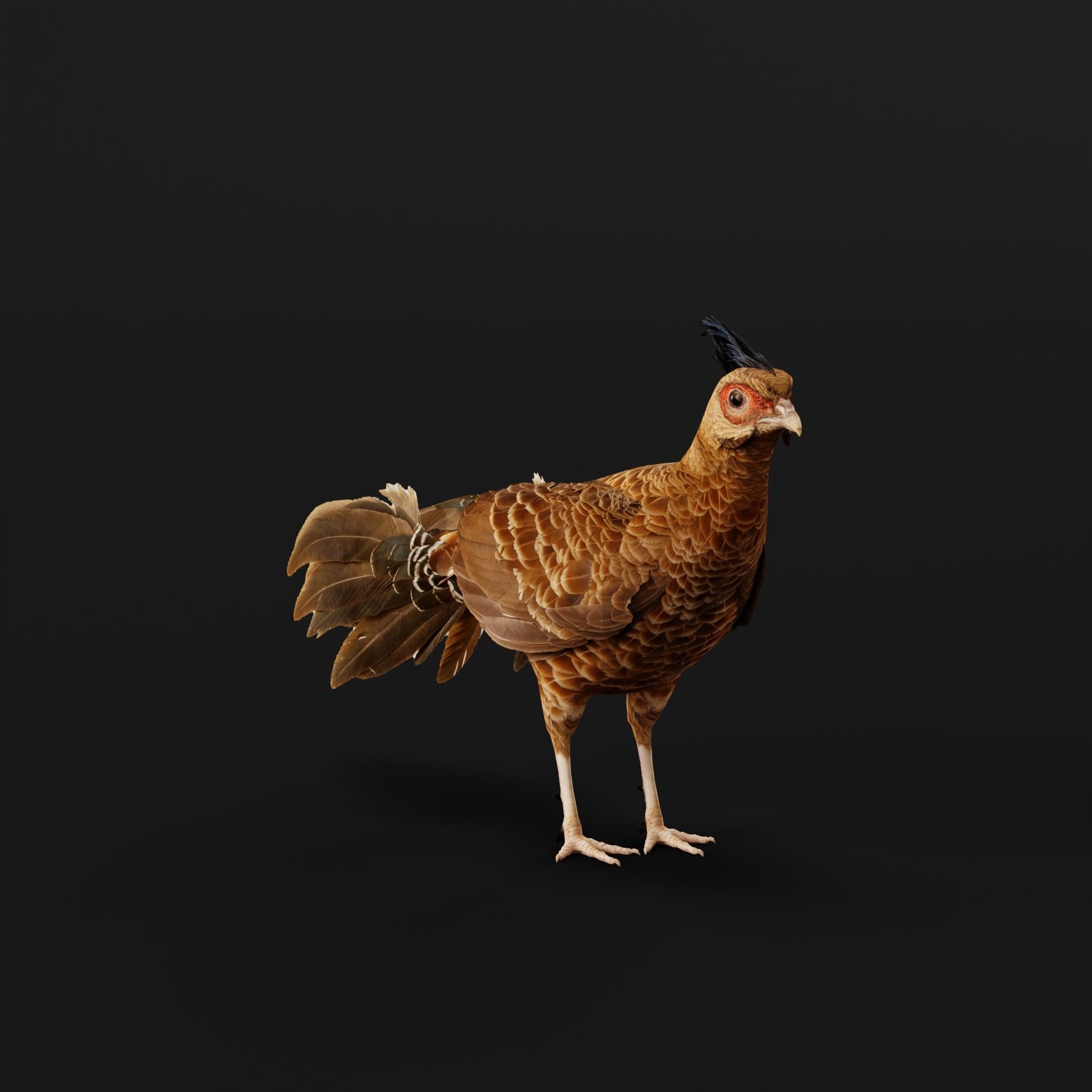 Nepal Kalij Pheasant Bird Low-poly 3D model_4