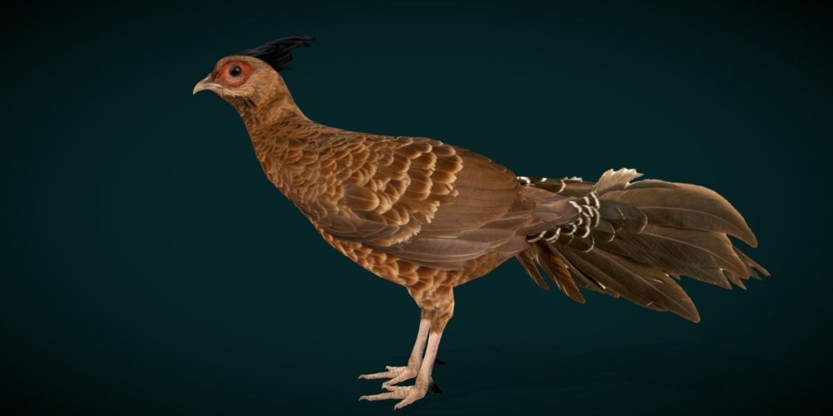 Nepal Kalij Pheasant Bird Low-poly 3D model_25