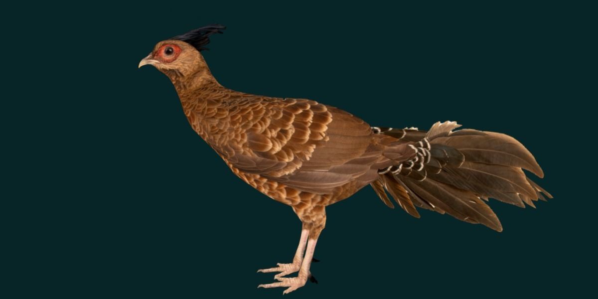 Nepal Kalij Pheasant Bird Low-poly 3D model_18