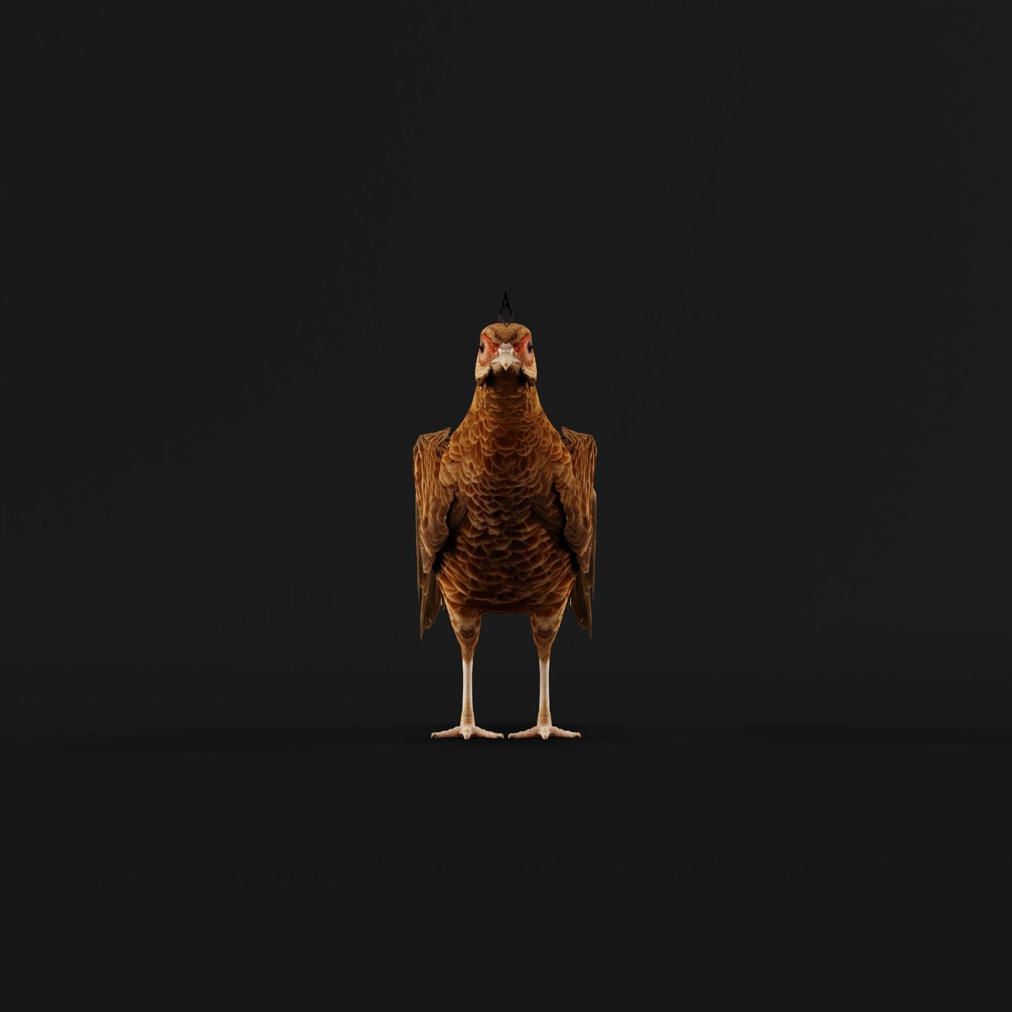 Nepal Kalij Pheasant Bird Low-poly 3D model_5