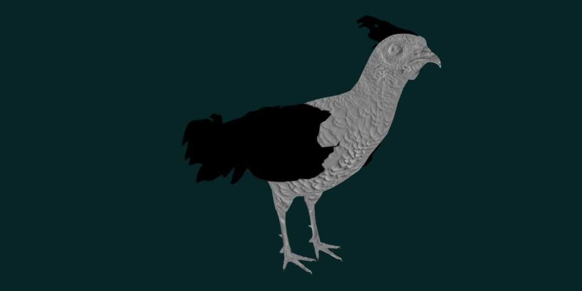 Nepal Kalij Pheasant Bird Low-poly 3D model_21