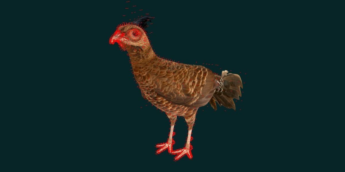 Nepal Kalij Pheasant Bird Low-poly 3D model_11