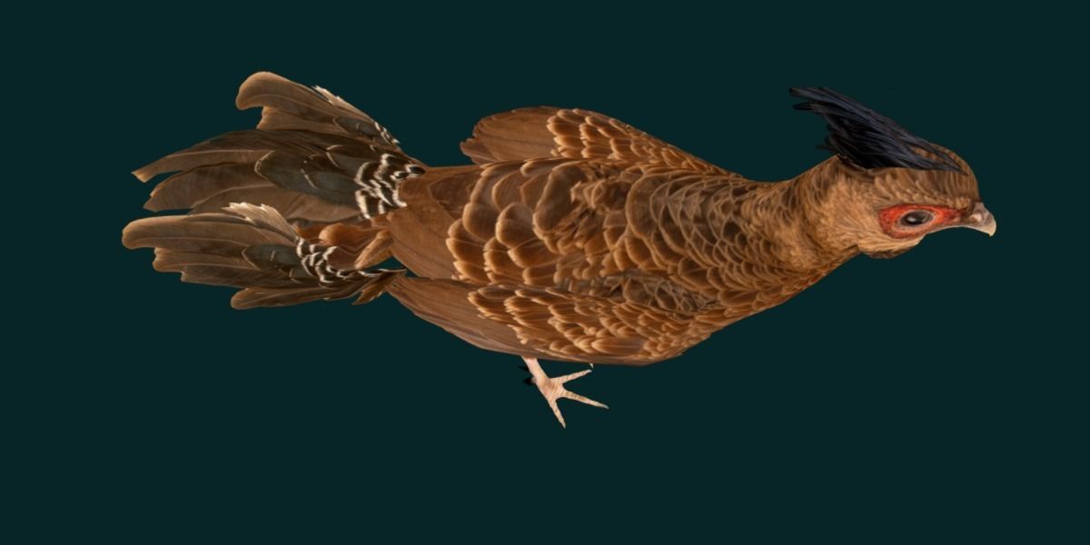 Nepal Kalij Pheasant Bird Low-poly 3D model_14