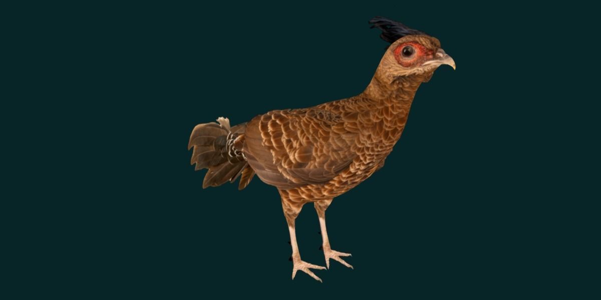 Nepal Kalij Pheasant Bird Low-poly 3D model_19