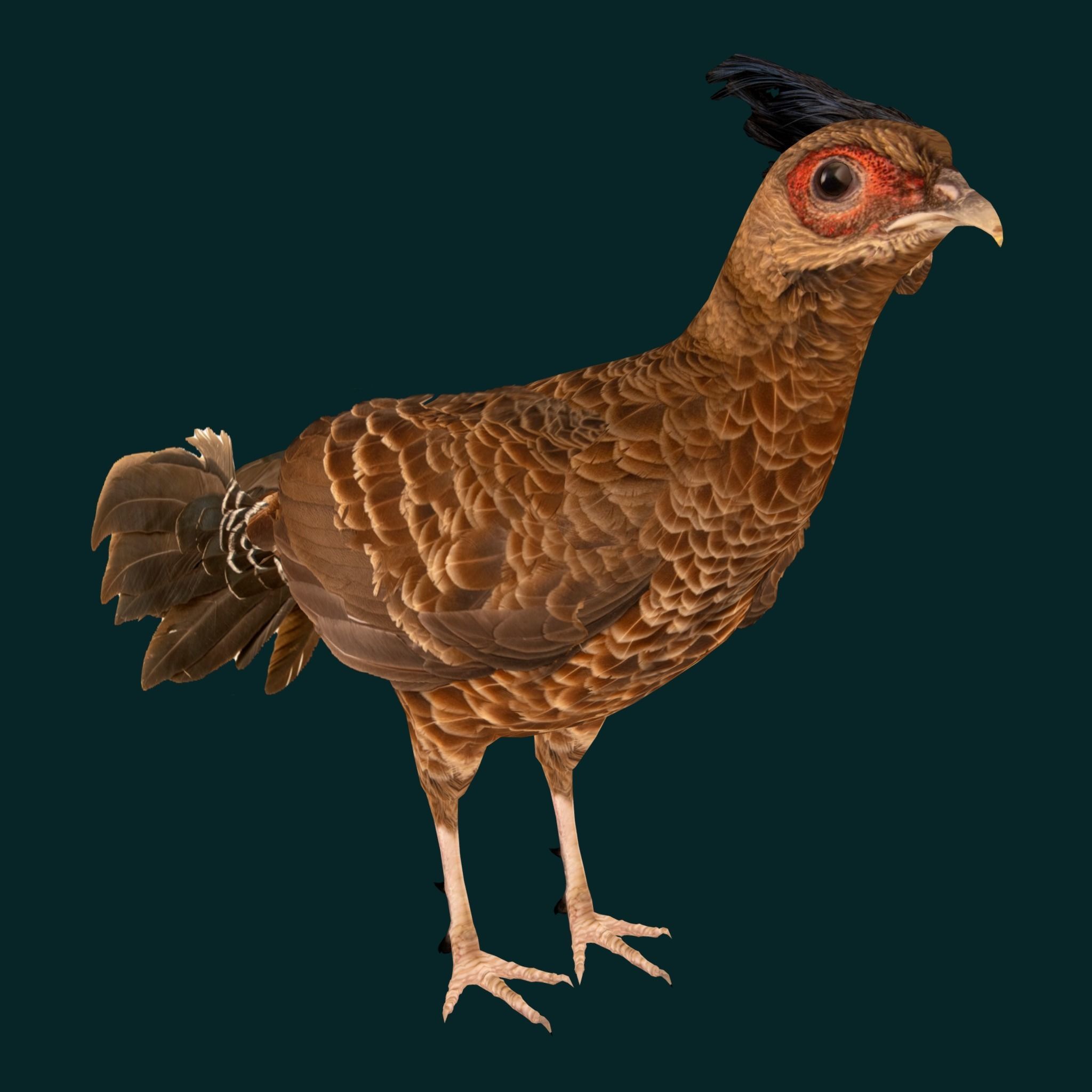 Nepal Kalij Pheasant Bird Low-poly 3D model_15