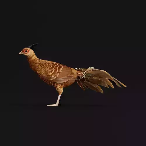 Nepal Kalij Pheasant Bird Low-poly 3D model