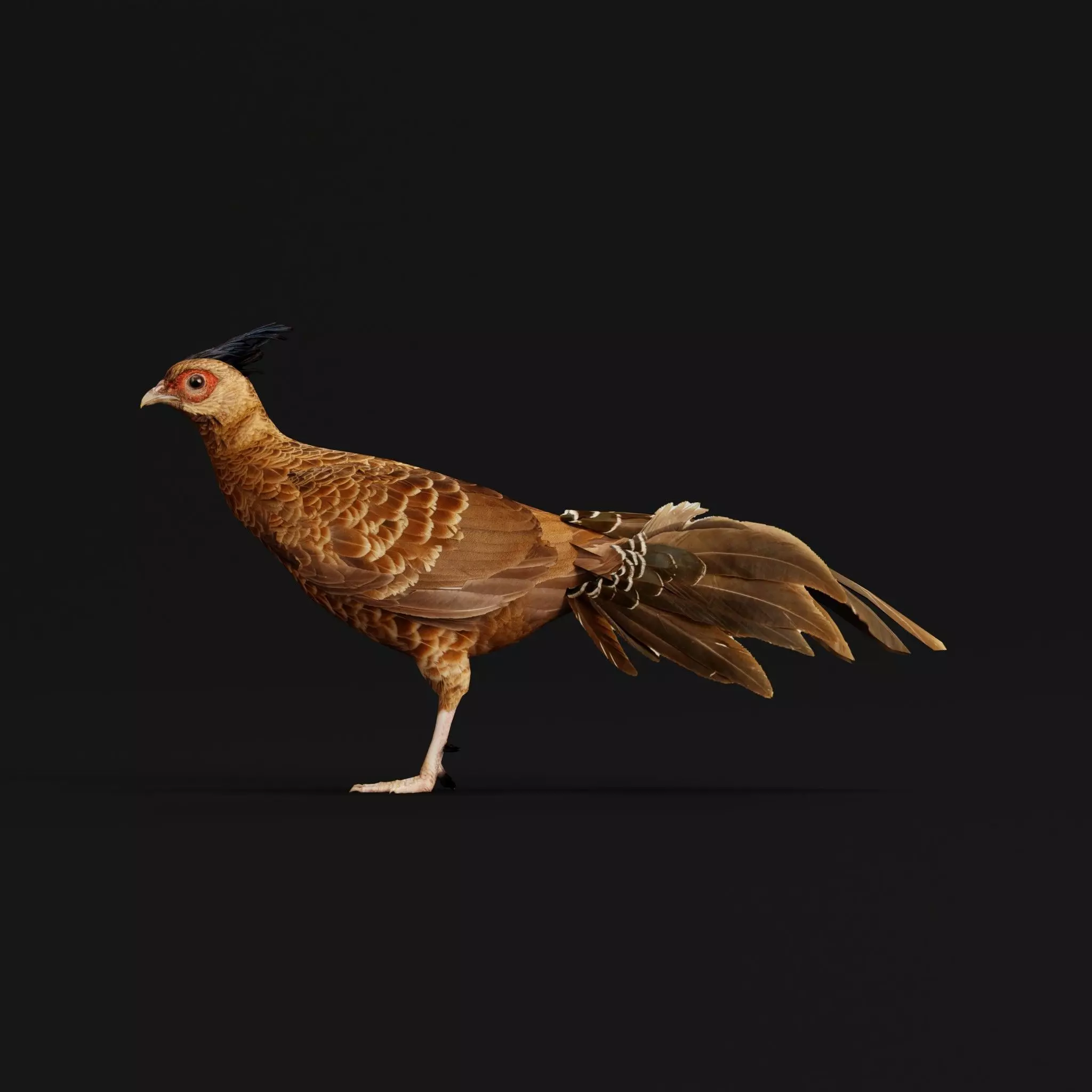Nepal Kalij Pheasant Bird Low-poly 3D model_0