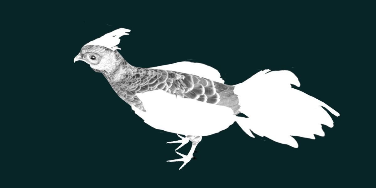 Nepal Kalij Pheasant Bird Low-poly 3D model_22