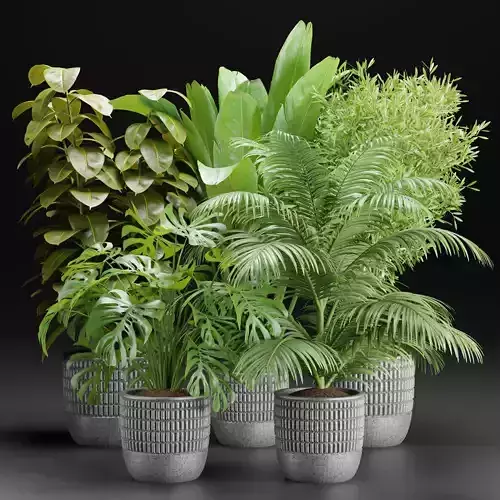 Indoor Plants Collection vol 157-Blender 3D model