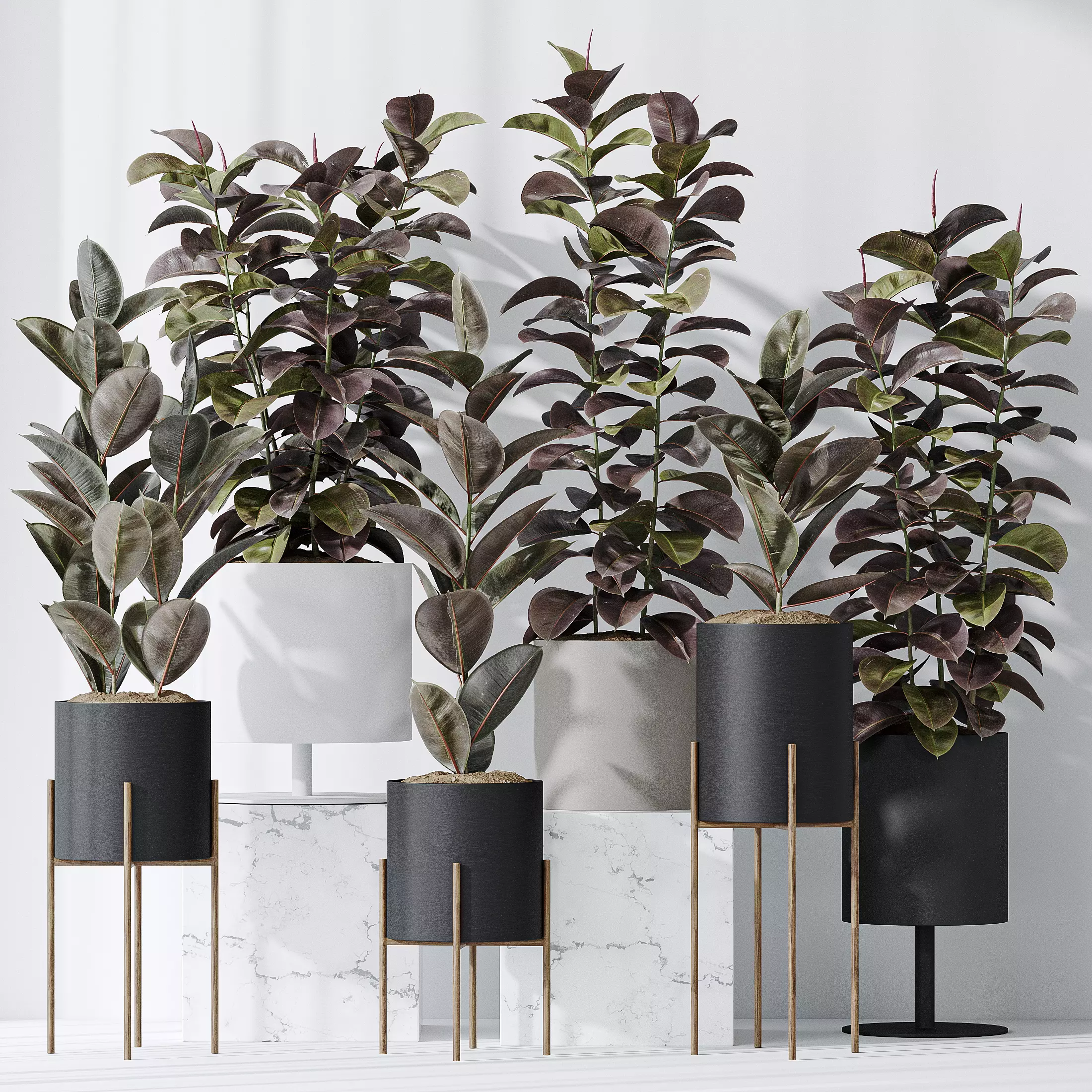 Rubber Ficus Elastica Abidjan Melany Vase 19 3D model_0