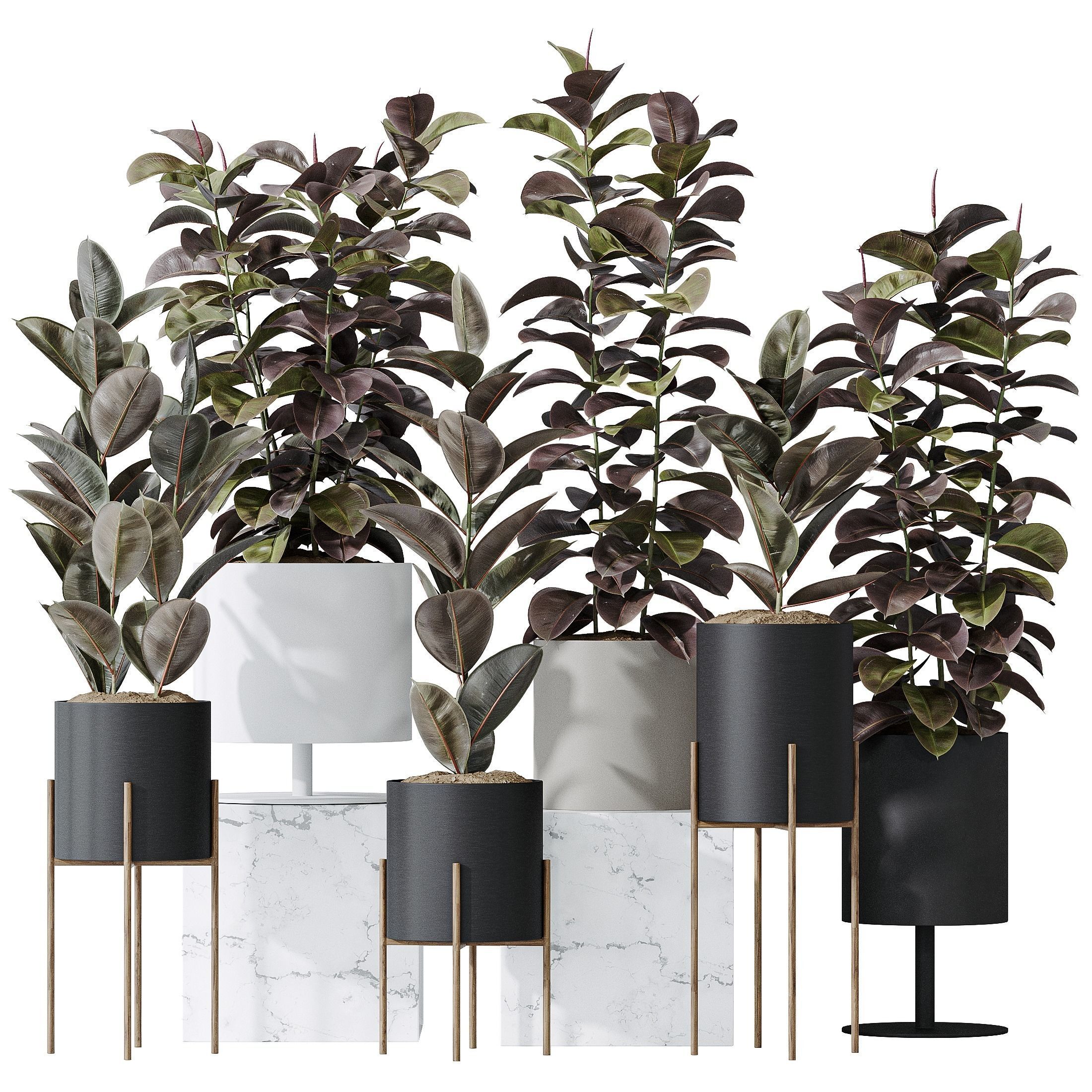 Rubber Ficus Elastica Abidjan Melany Vase 19 3D model_1