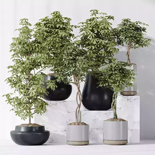 Schefflera Arboricola Umbrella Vase 20 3D model