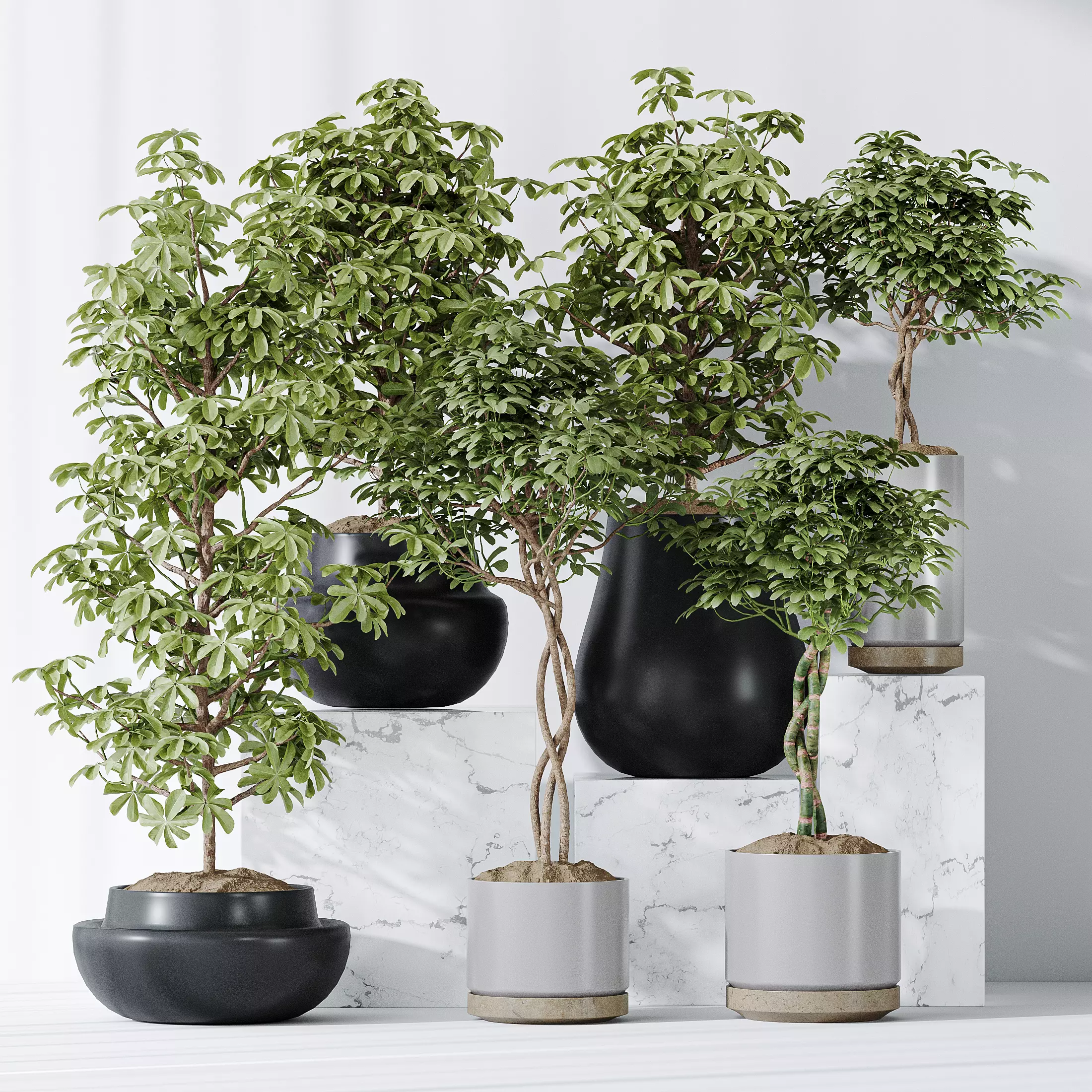 Schefflera Arboricola Umbrella Vase 20 3D model_0