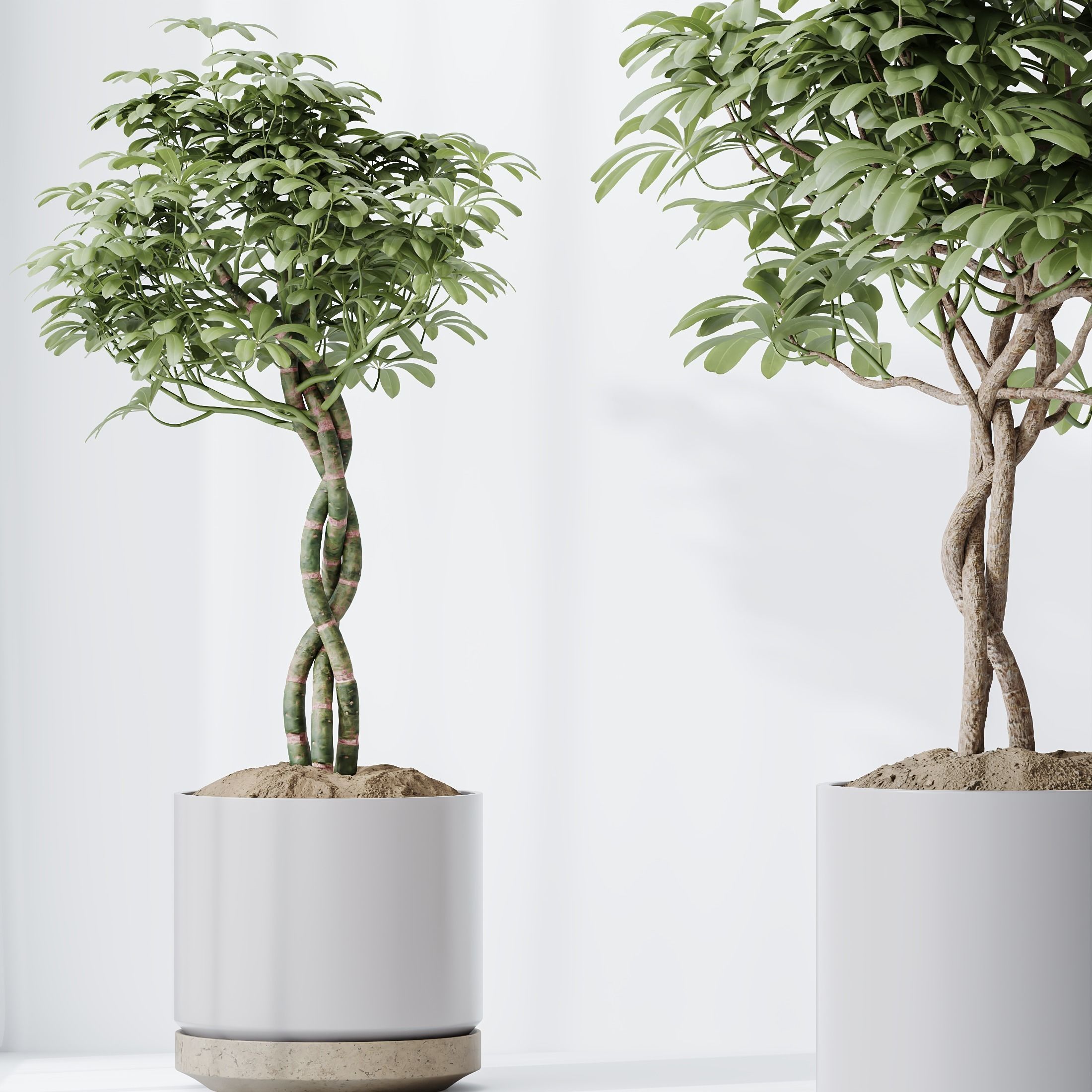 Schefflera Arboricola Umbrella Vase 20 3D model_2