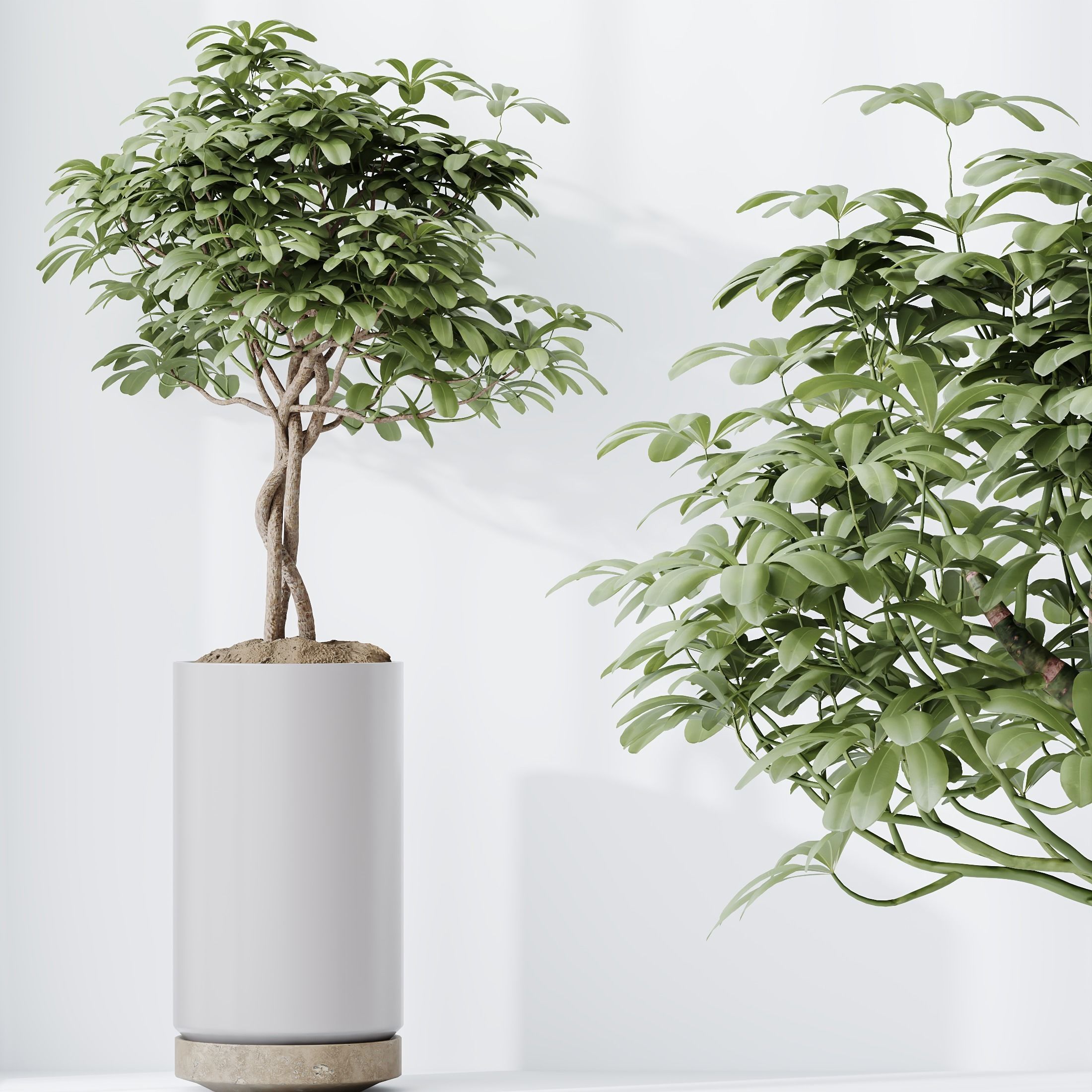 Schefflera Arboricola Umbrella Vase 20 3D model_4