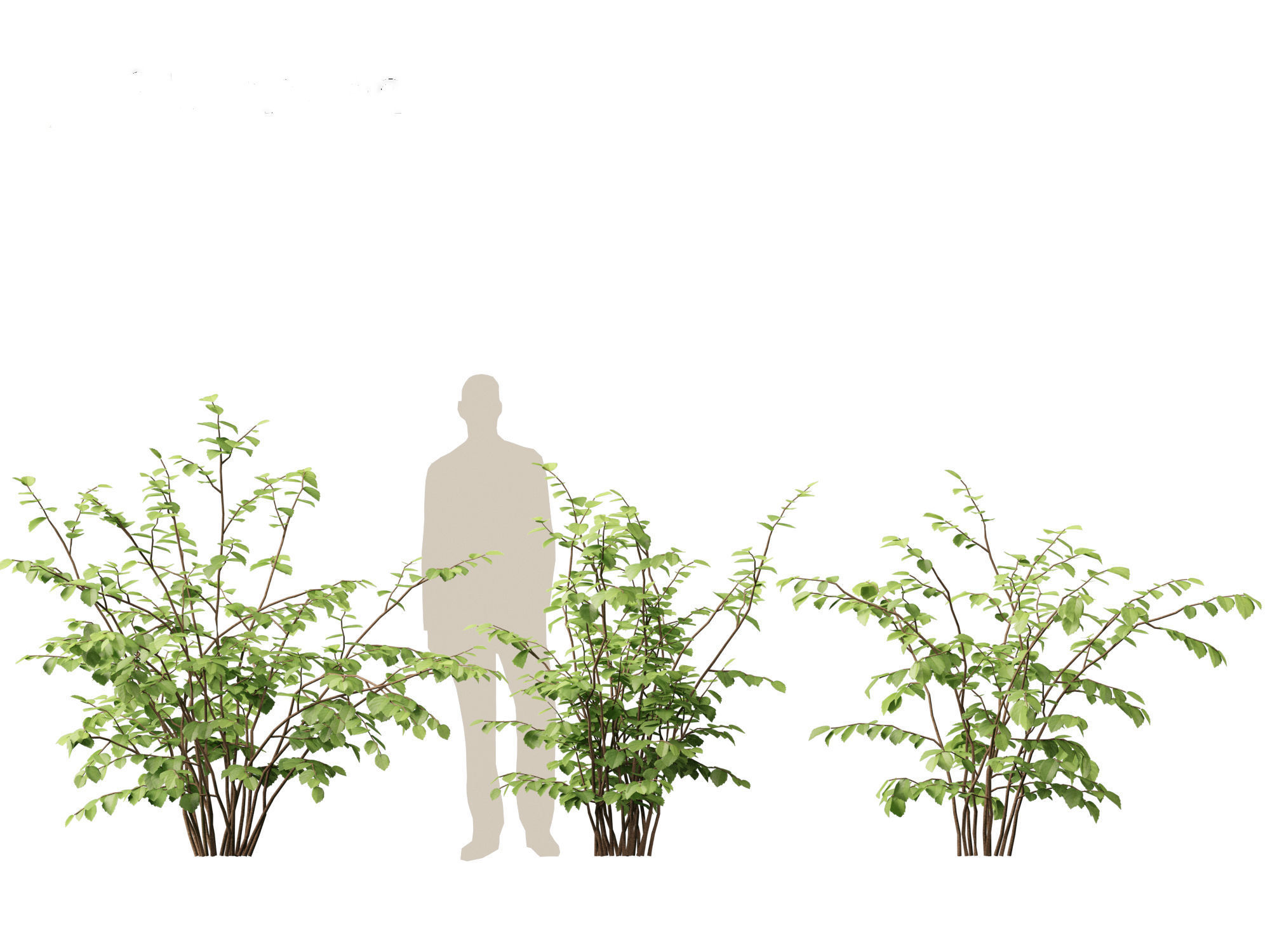 Fothergilla gardenii - Dwarf fothergilla 3D model_7