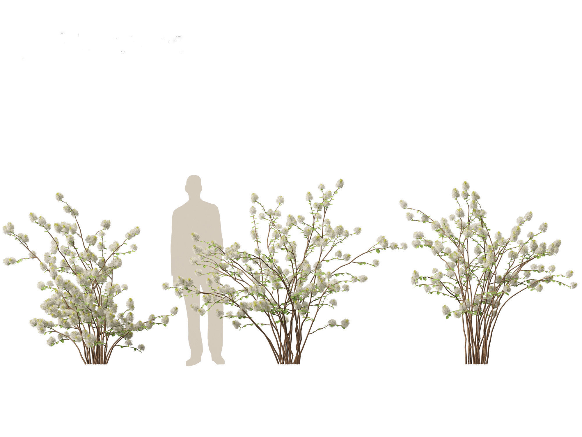 Fothergilla gardenii - Dwarf fothergilla 3D model_13