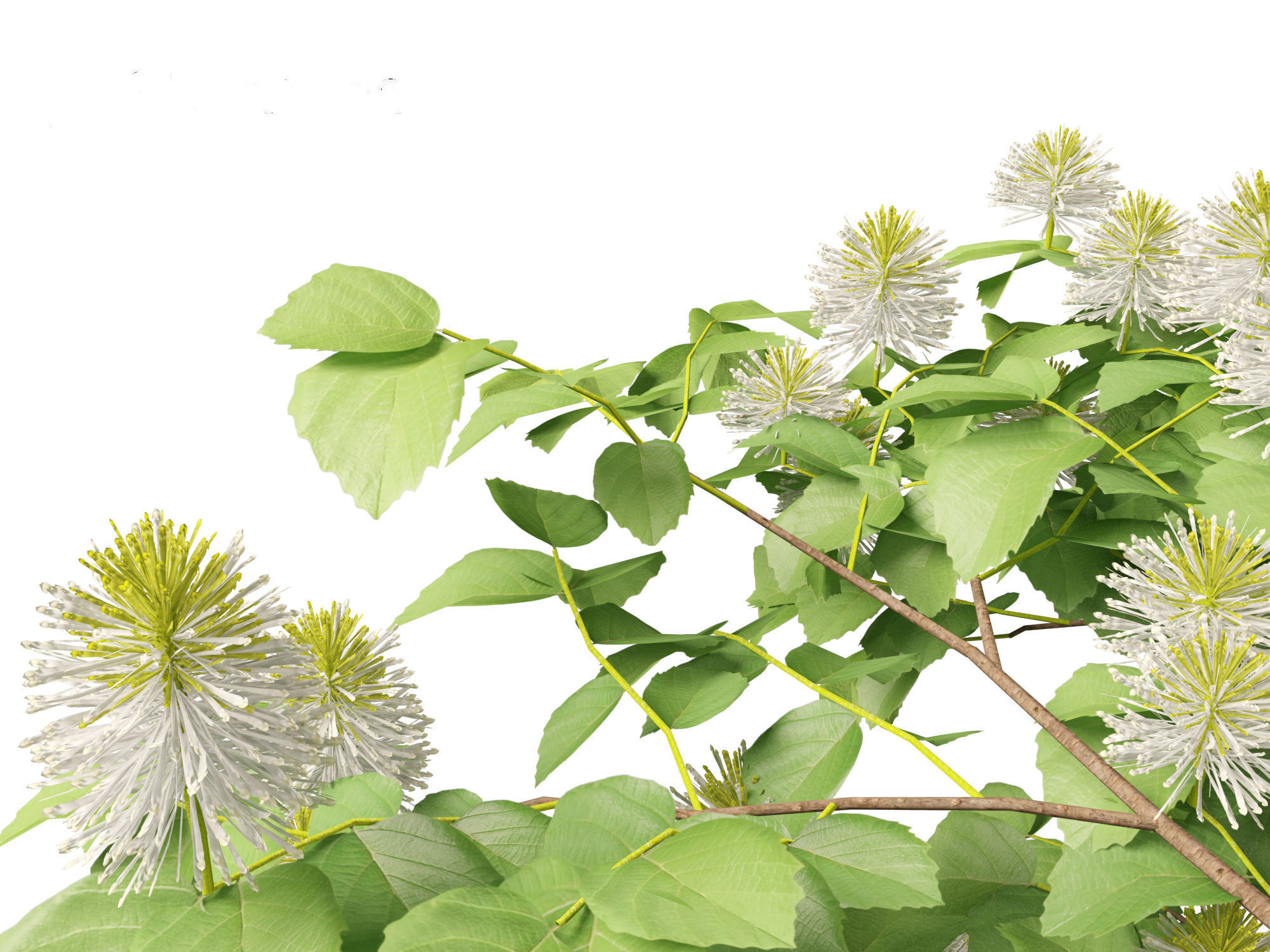 Fothergilla gardenii - Dwarf fothergilla 3D model_4