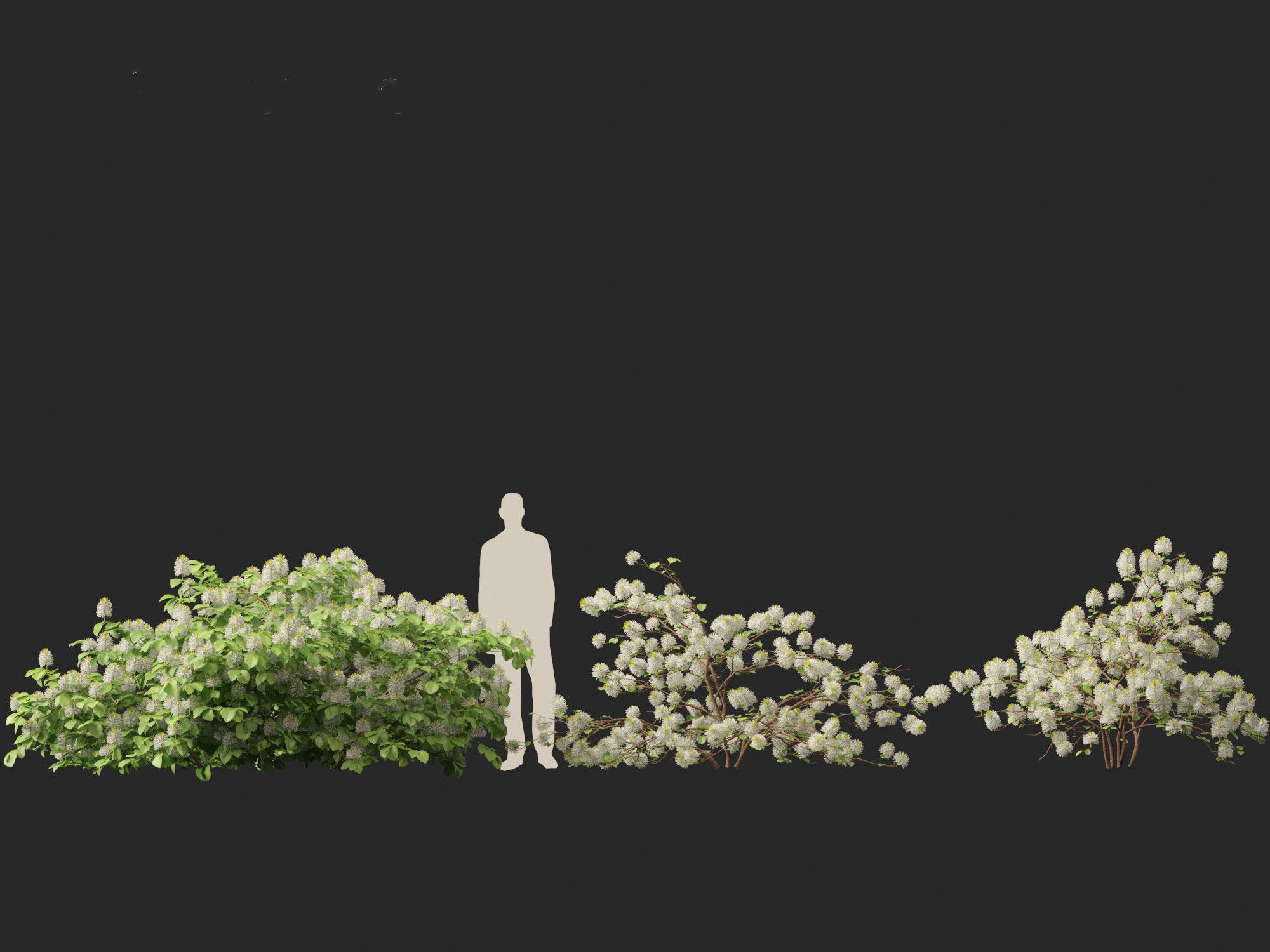 Fothergilla gardenii - Dwarf fothergilla 3D model_12