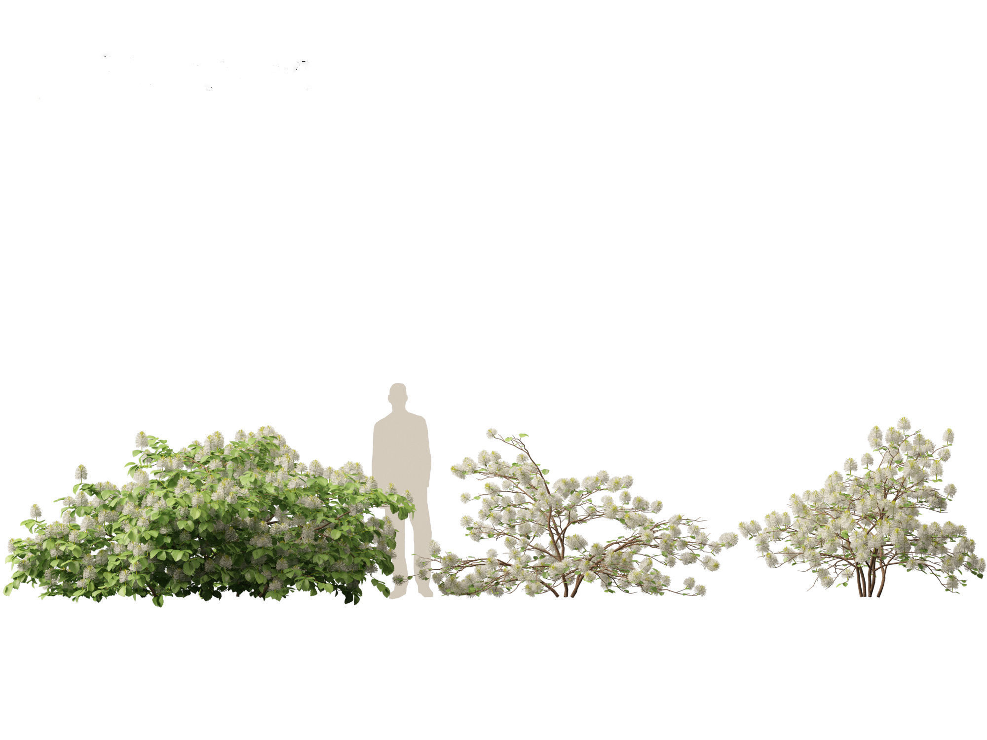 Fothergilla gardenii - Dwarf fothergilla 3D model_11