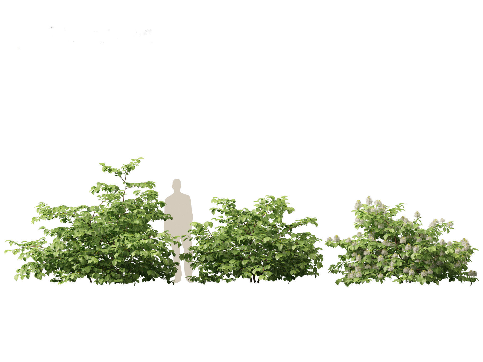 Fothergilla gardenii - Dwarf fothergilla 3D model_9