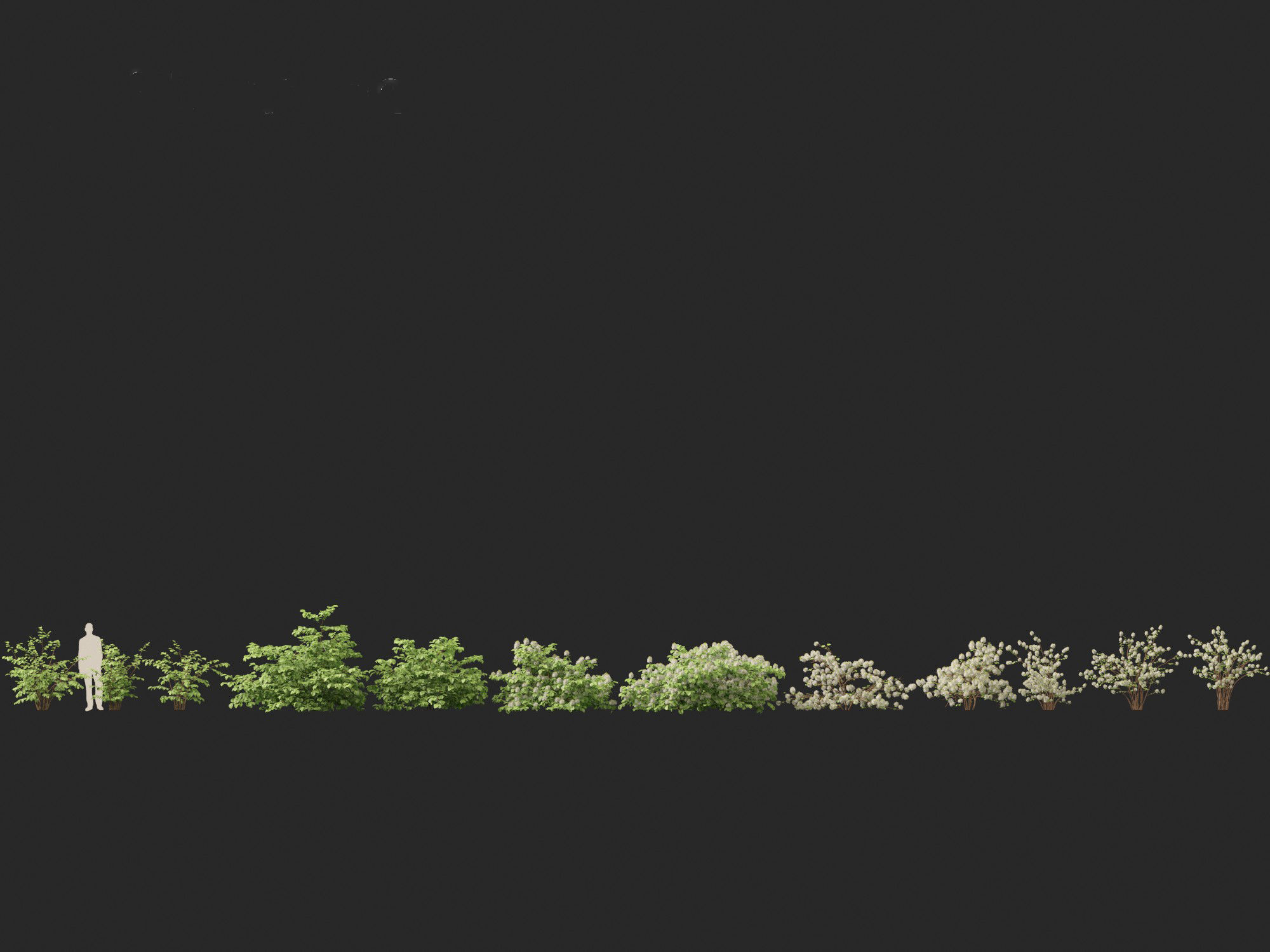 Fothergilla gardenii - Dwarf fothergilla 3D model_6