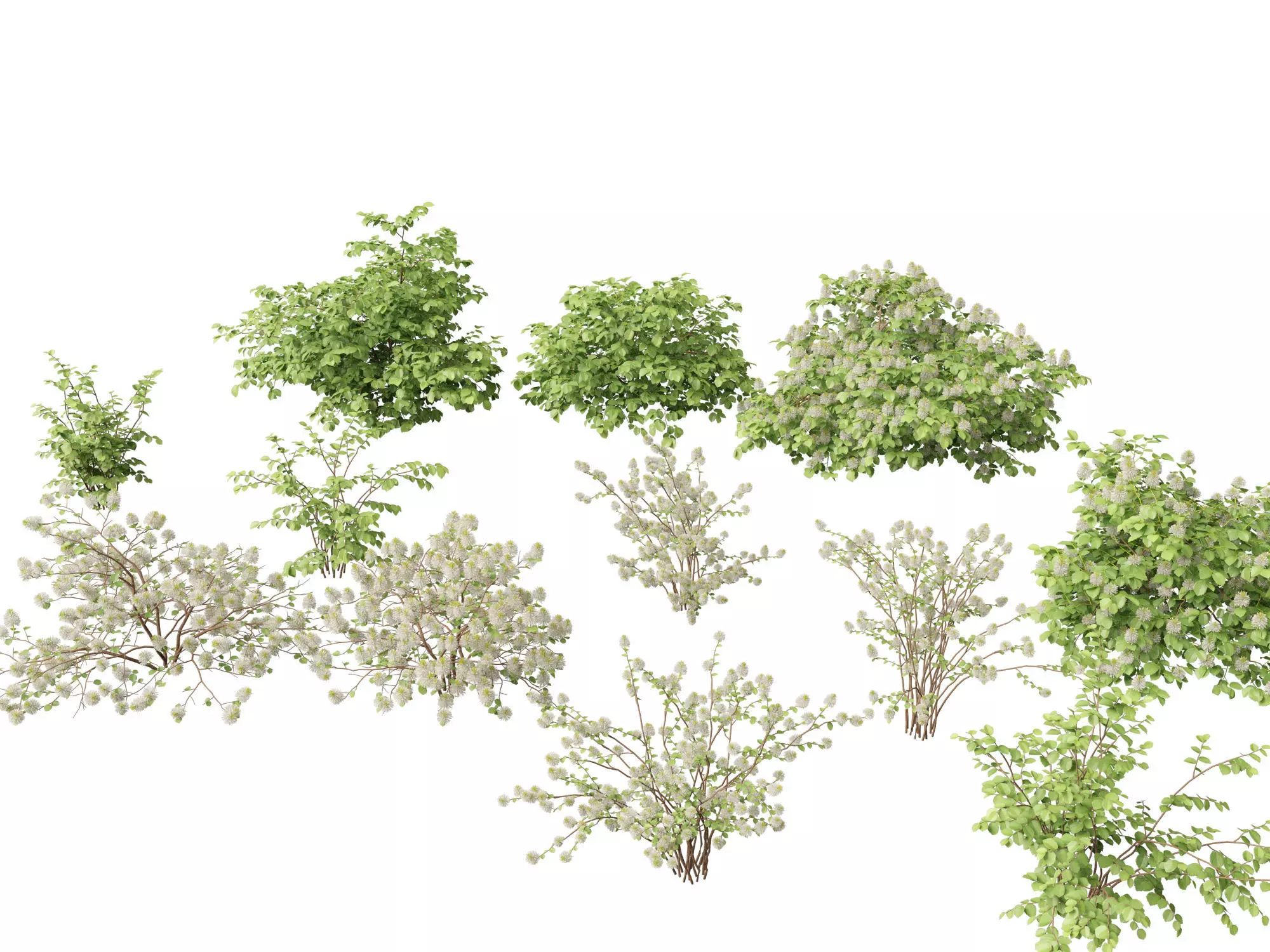 Fothergilla gardenii - Dwarf fothergilla 3D model_0