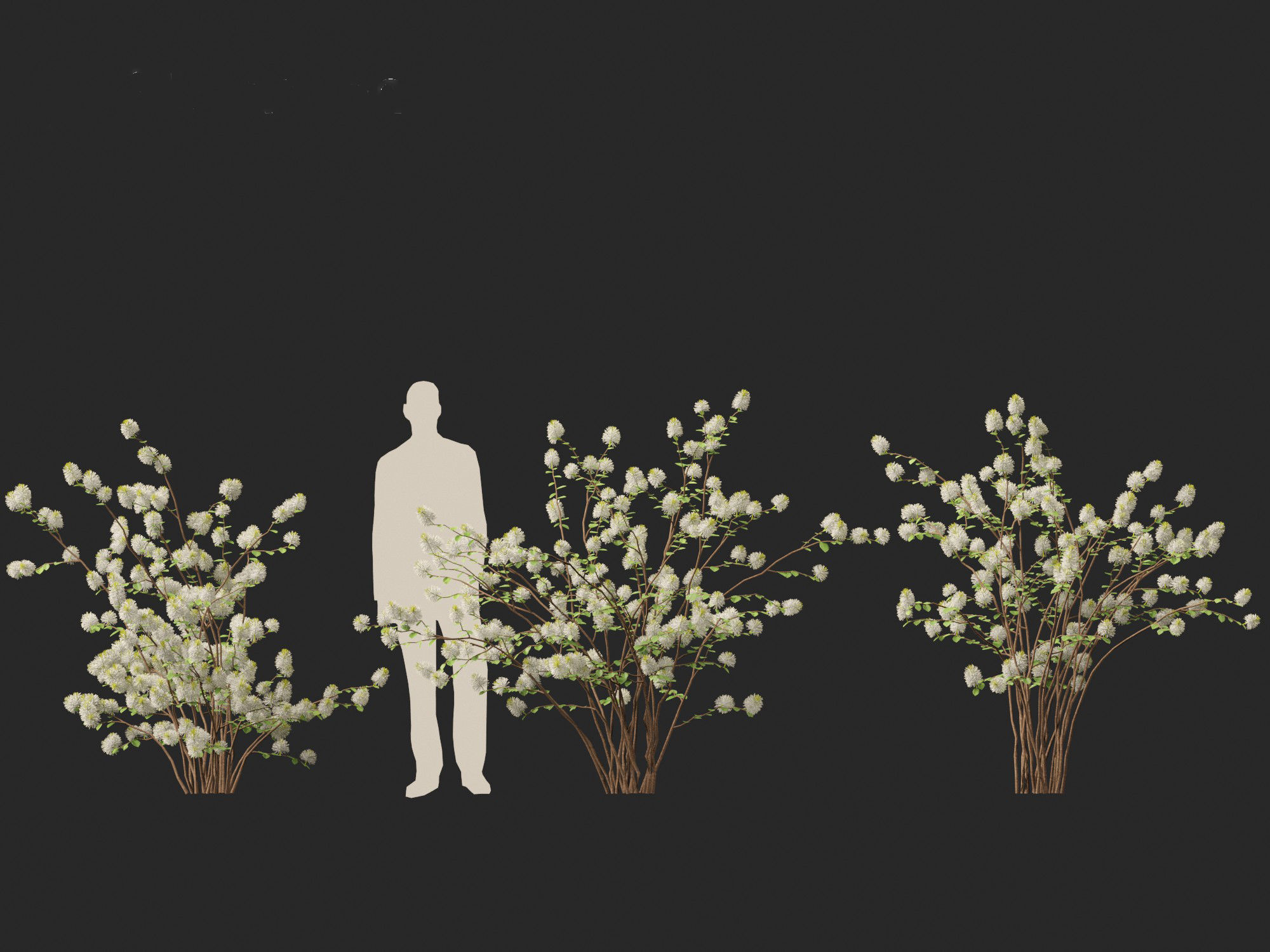 Fothergilla gardenii - Dwarf fothergilla 3D model_2