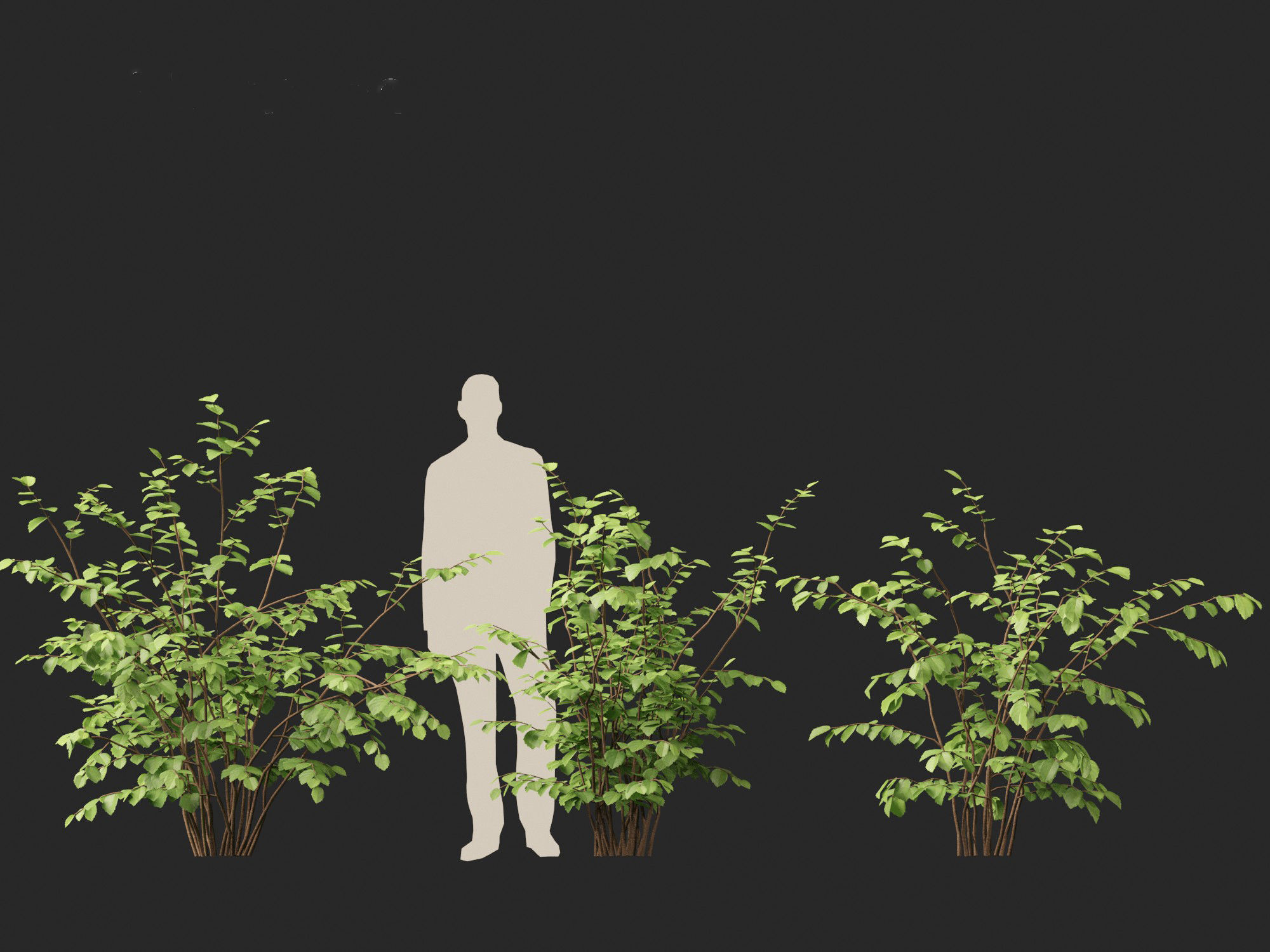 Fothergilla gardenii - Dwarf fothergilla 3D model_8