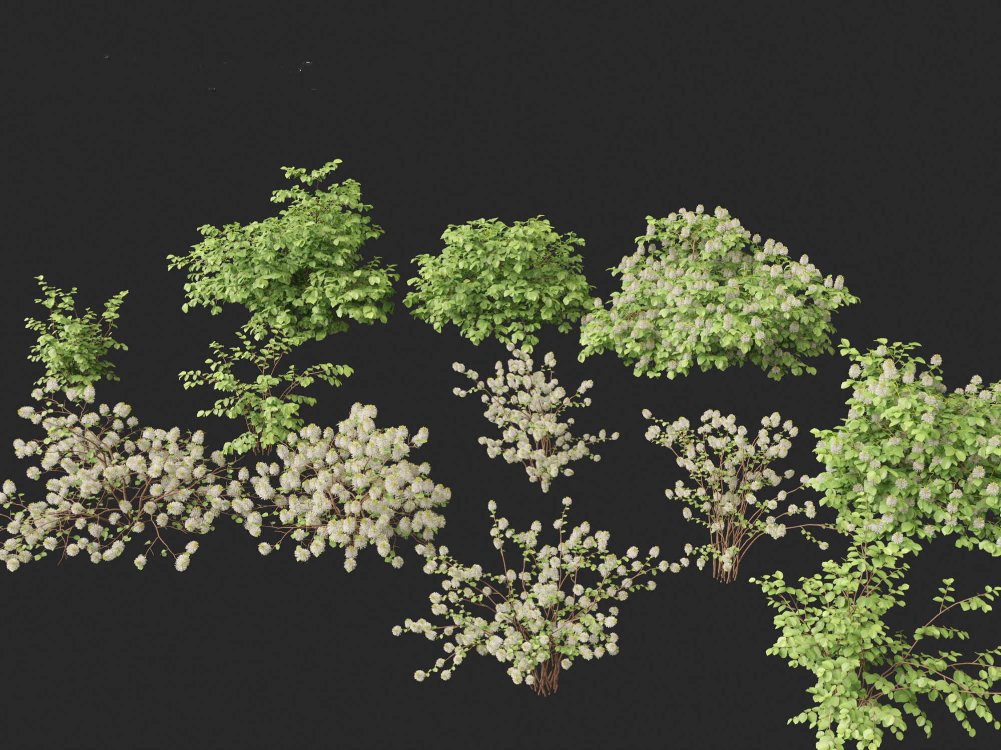 Fothergilla gardenii - Dwarf fothergilla 3D model_3