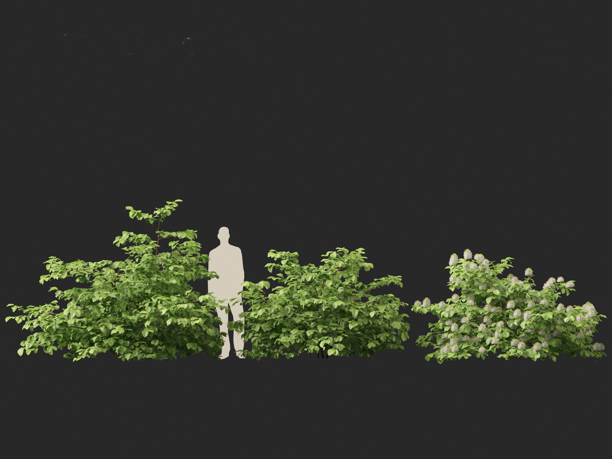 Fothergilla gardenii - Dwarf fothergilla 3D model_10