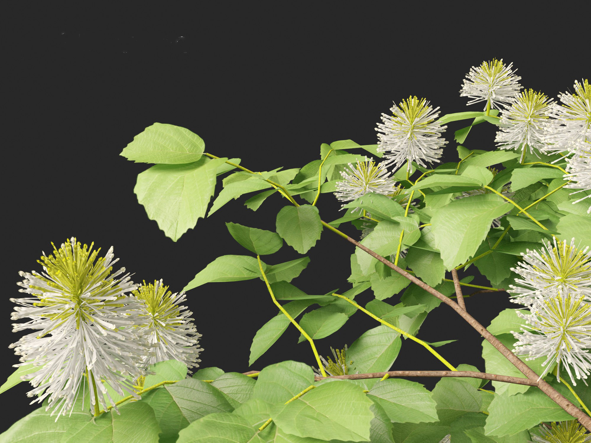 Fothergilla gardenii - Dwarf fothergilla 3D model_5