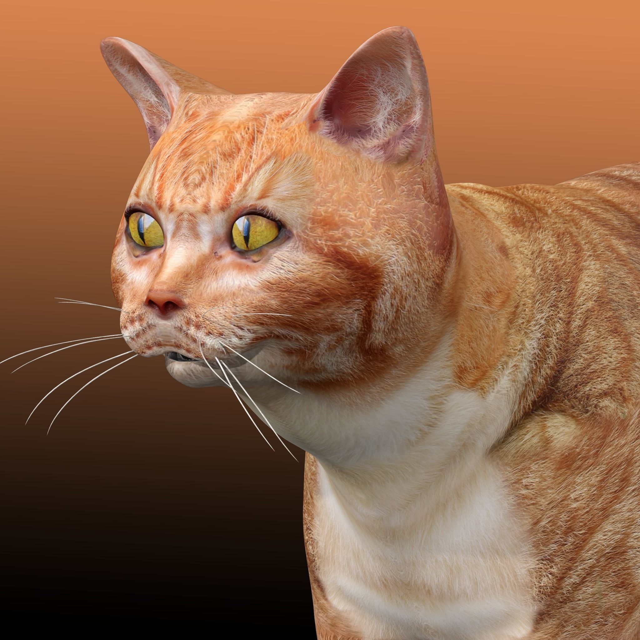 Orange Cat 3D model_3