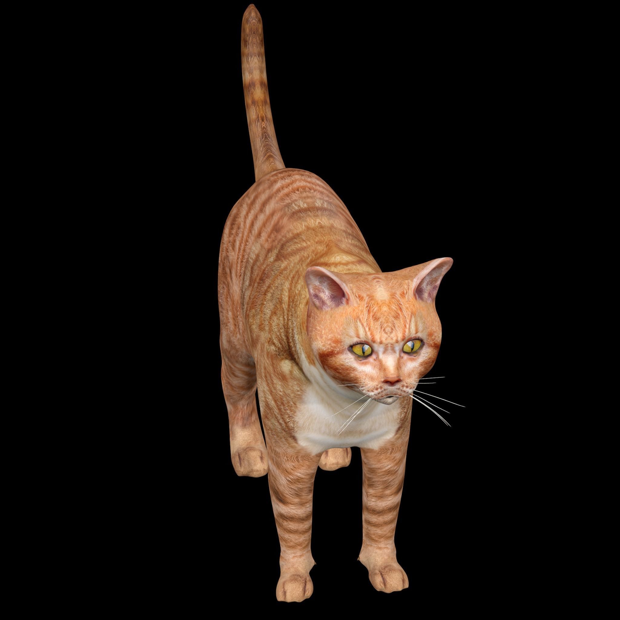 Orange Cat 3D model_7