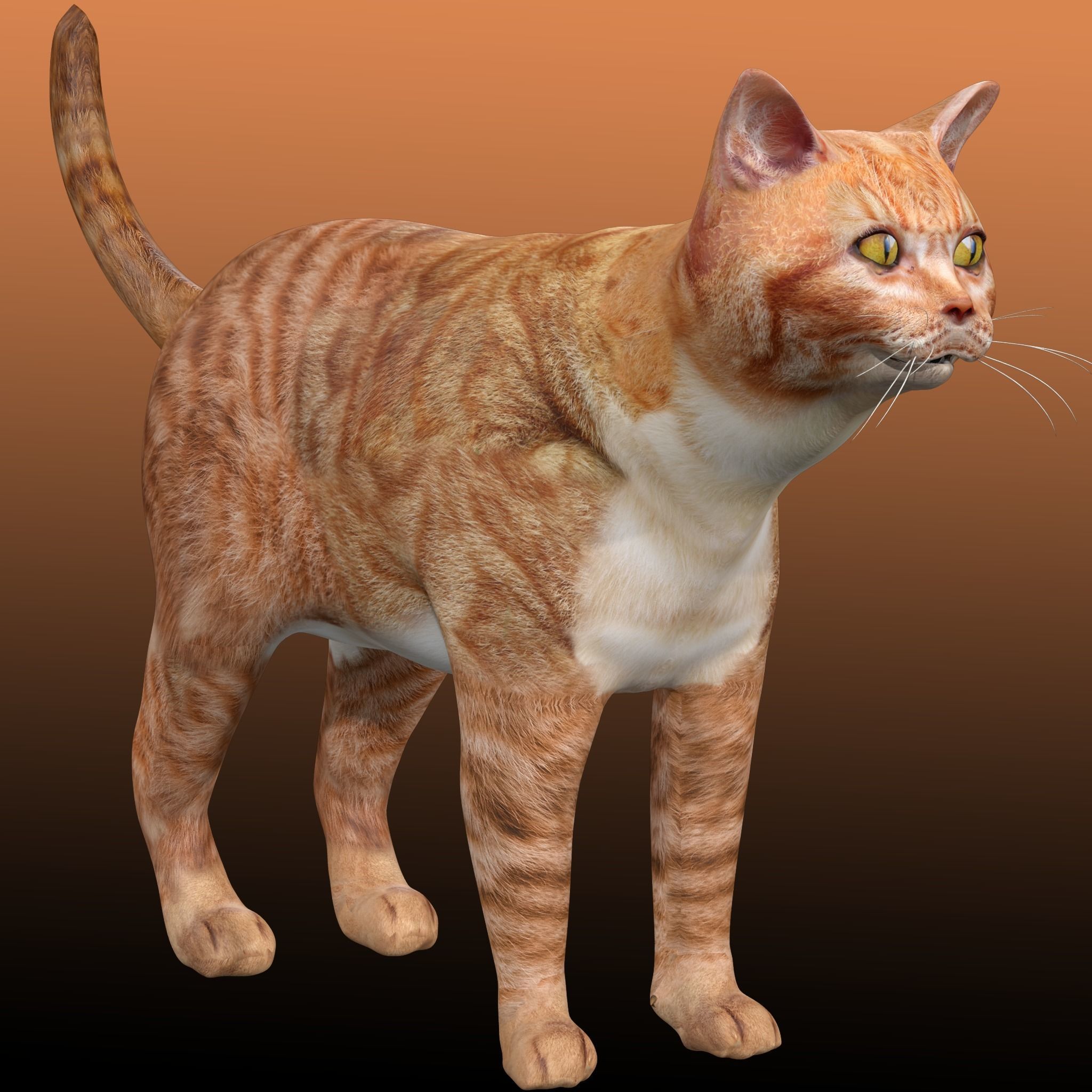 Orange Cat 3D model_1