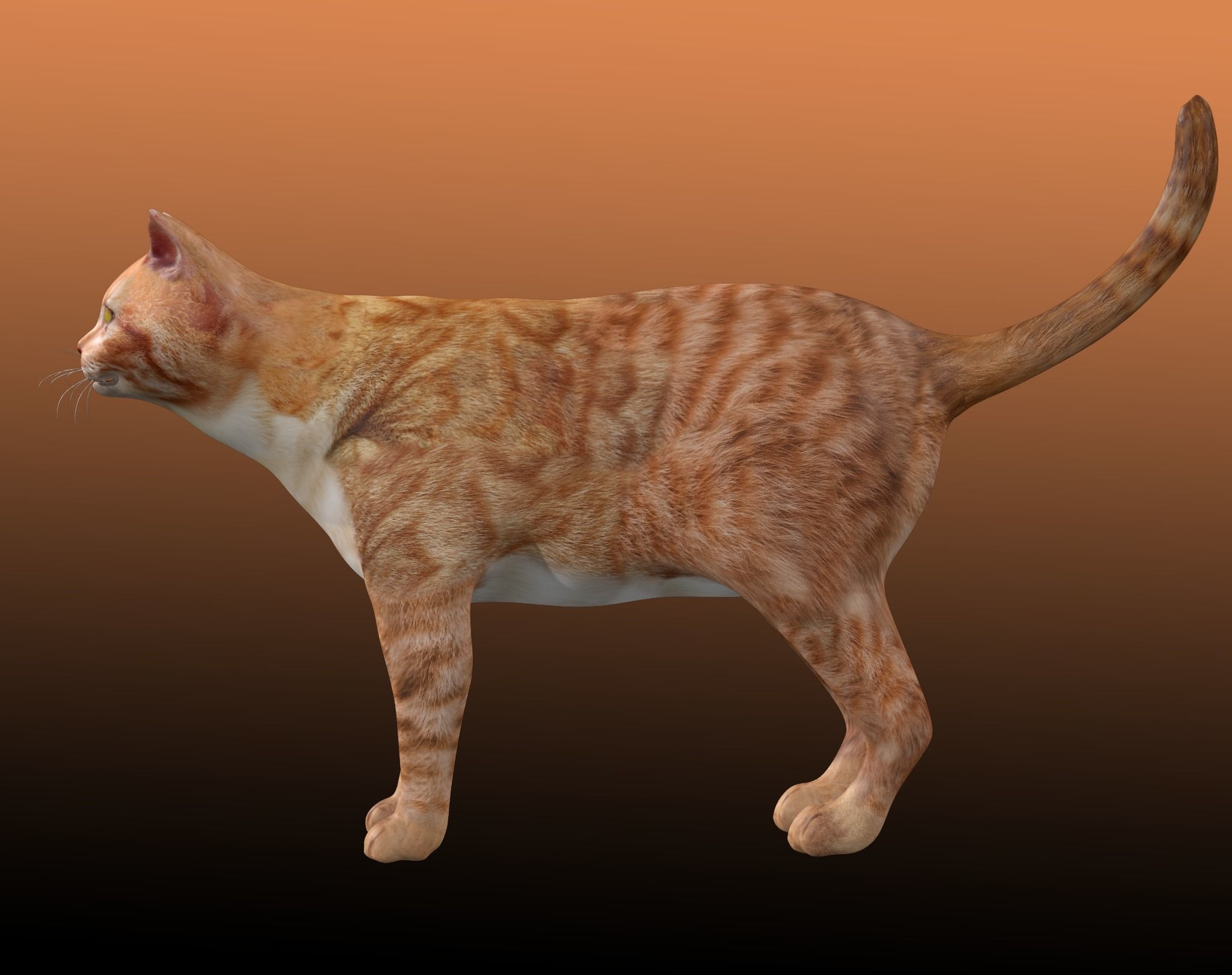 Orange Cat 3D model_5