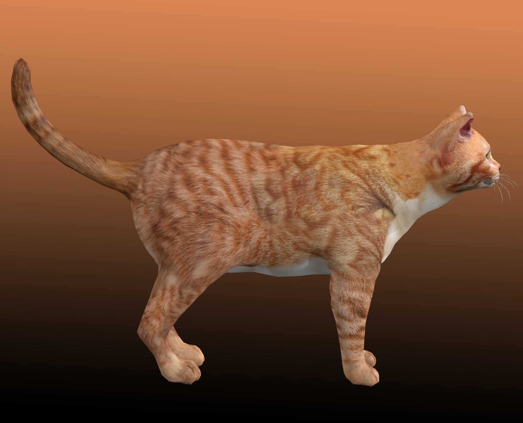 Orange Cat 3D model_6