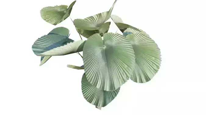 LICUALA GRANDIS TROPICAL PLANT