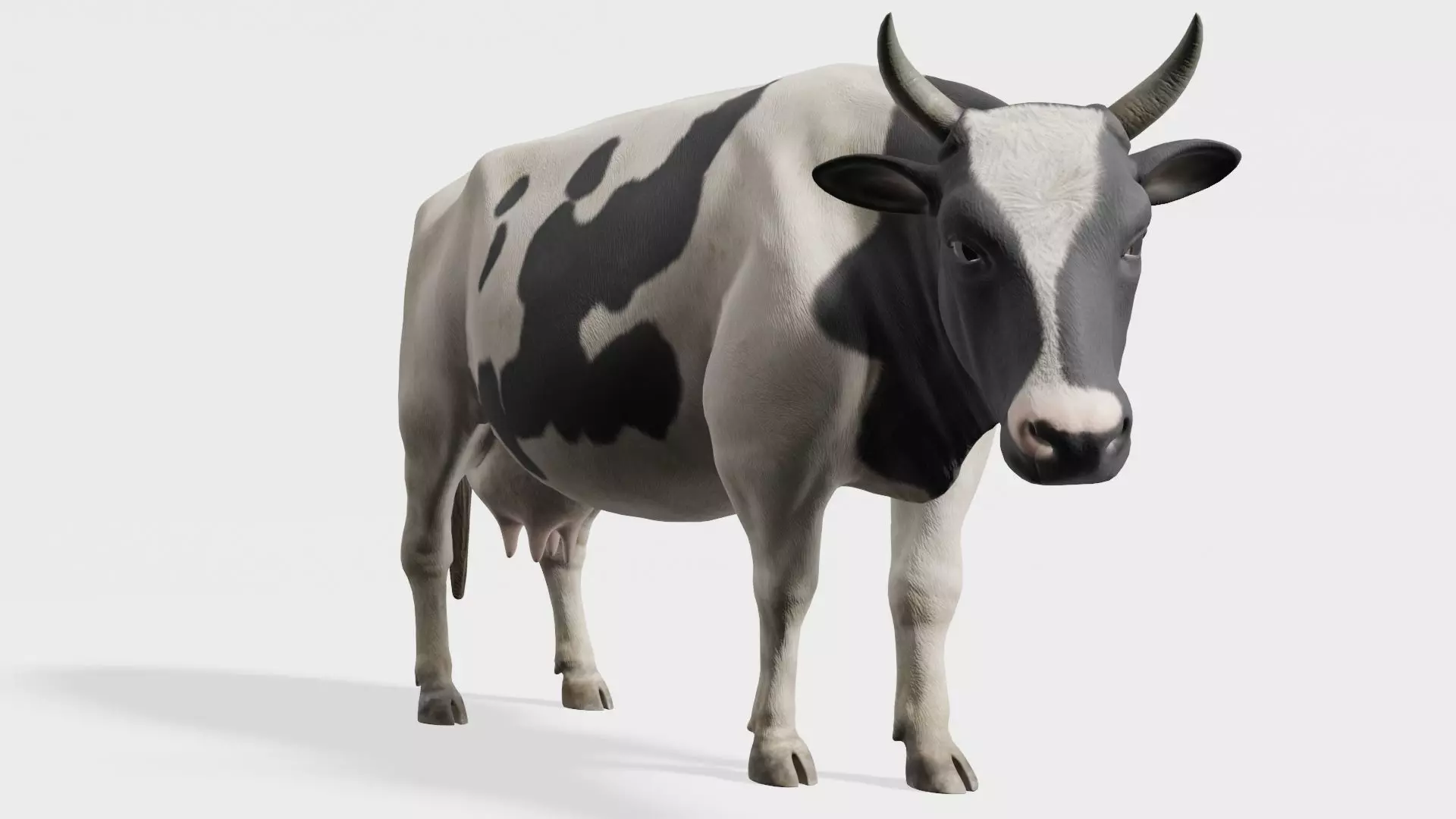 cow 3d model with realistic texture Low-poly 3D model_0