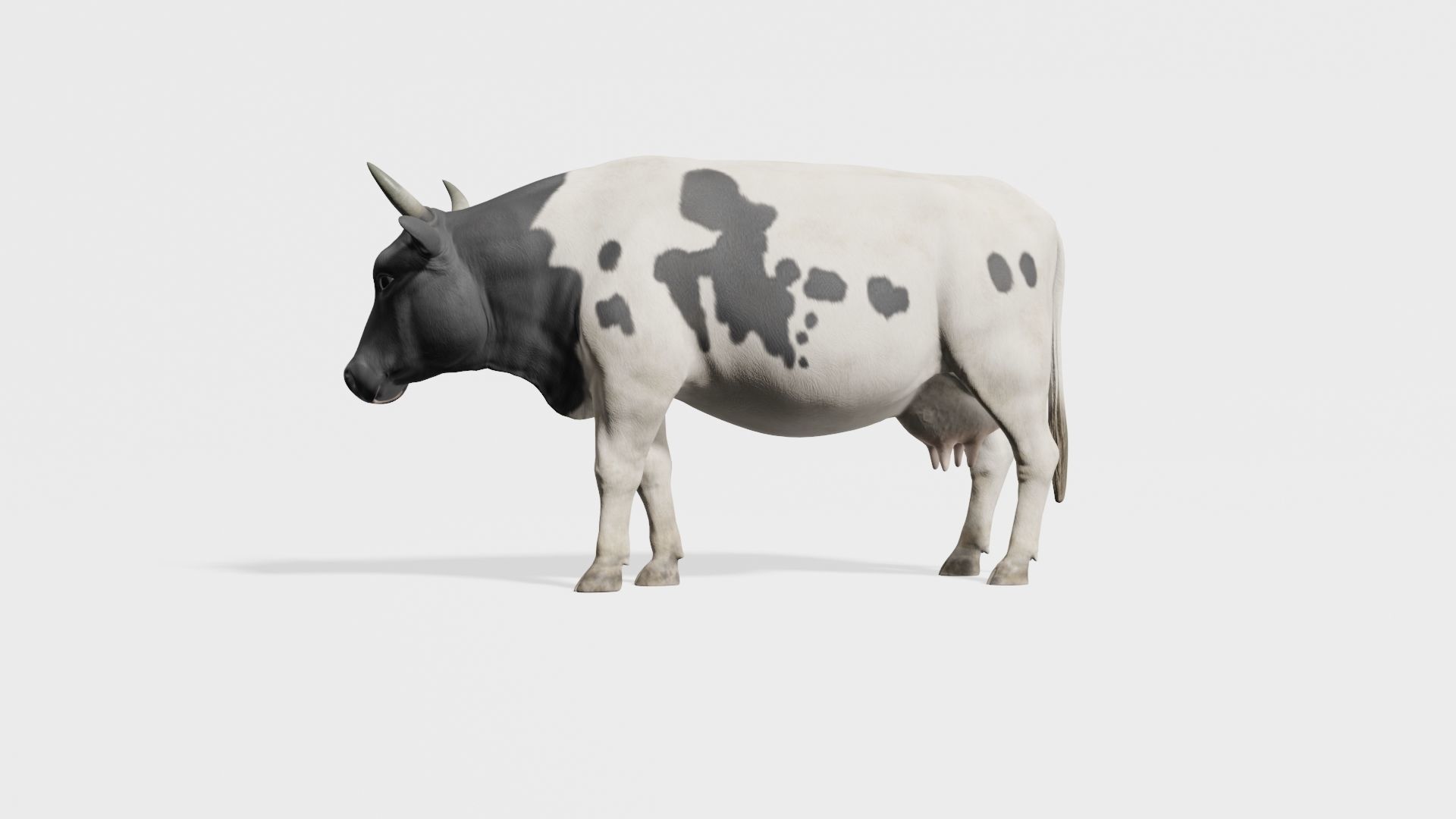 cow 3d model with realistic texture Low-poly 3D model_11