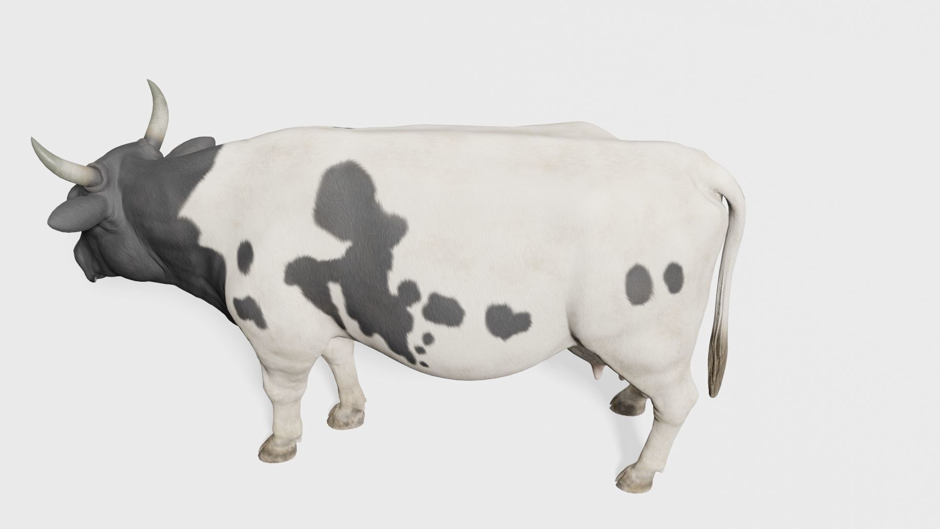 cow 3d model with realistic texture Low-poly 3D model_3