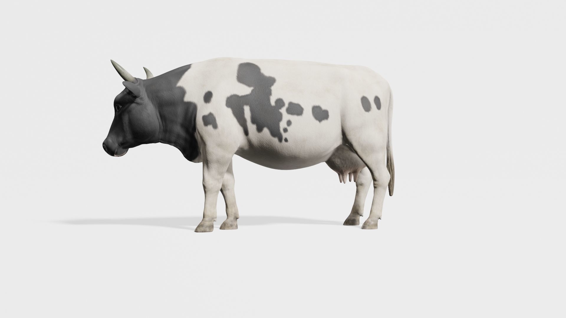 cow 3d model with realistic texture Low-poly 3D model_1