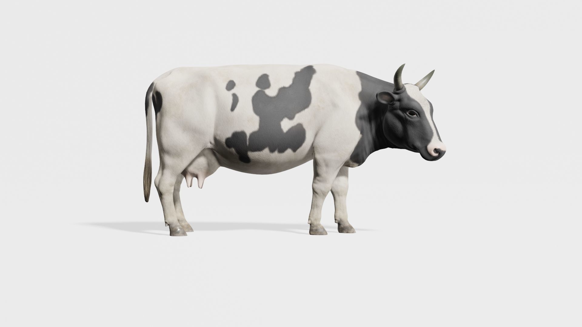 cow 3d model with realistic texture Low-poly 3D model_12