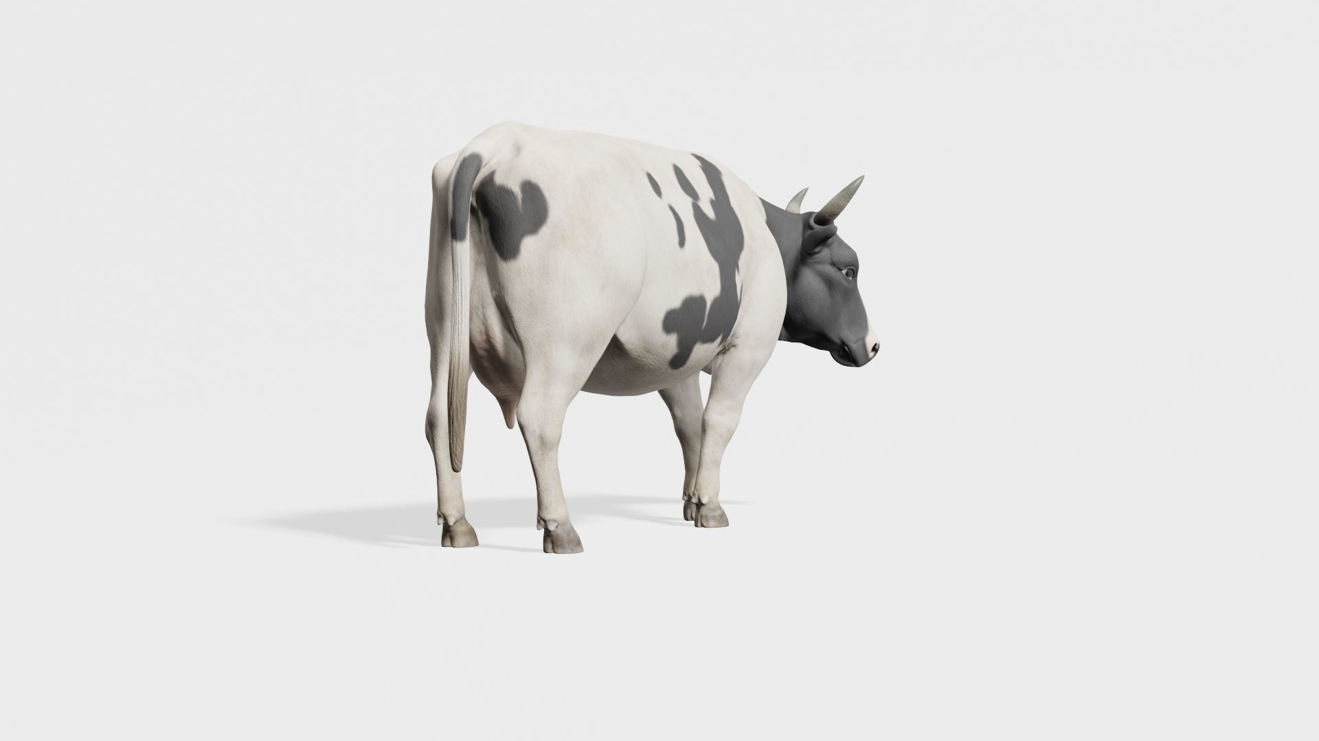 cow 3d model with realistic texture Low-poly 3D model_6