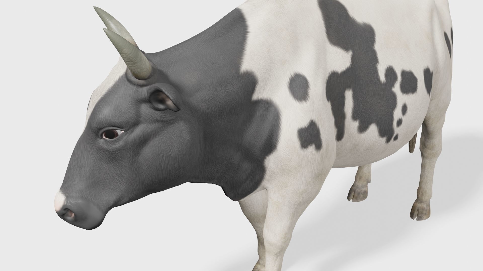 cow 3d model with realistic texture Low-poly 3D model_15