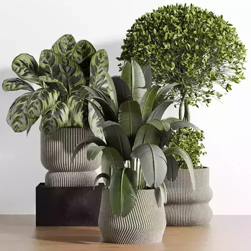 indoor plants set4