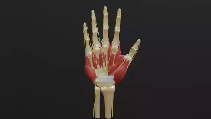 All hand muscles bones and nerves