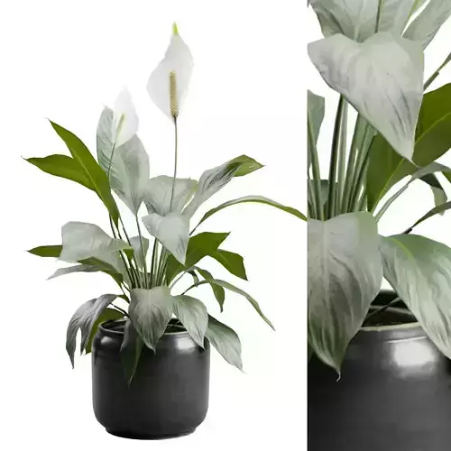 Peace Lily in Ceramic Dark Planter 3D model